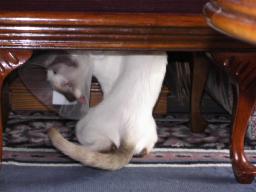more kittens